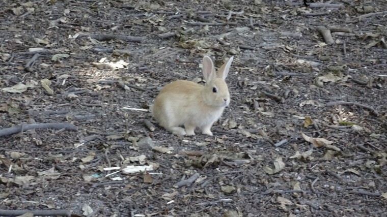 うさぎ