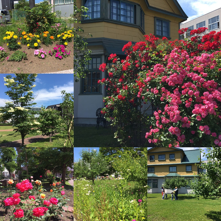 ２０１７０６２８　初夏の花(校庭)