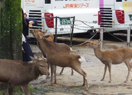 写真①鹿せんべいを求めて