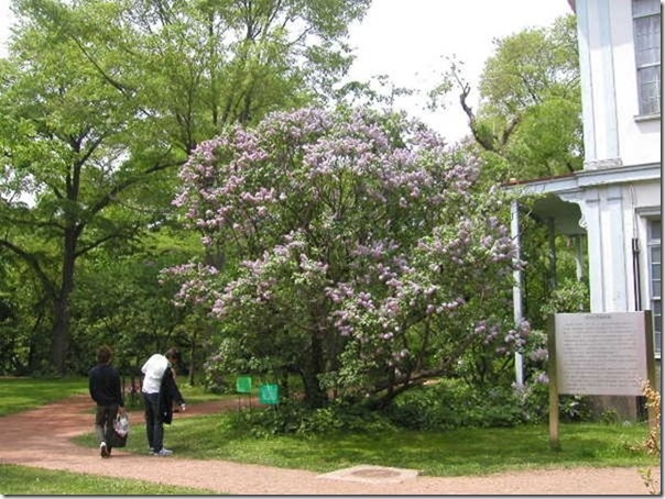 北大植物園のライラック[2]